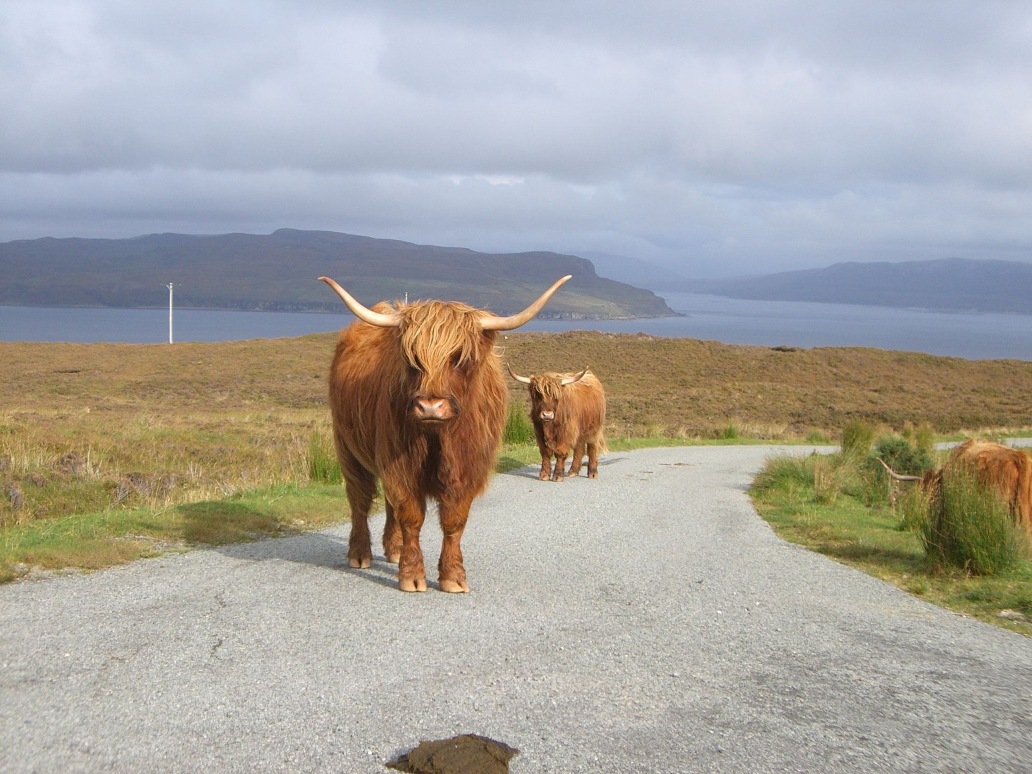 Heilan Coo